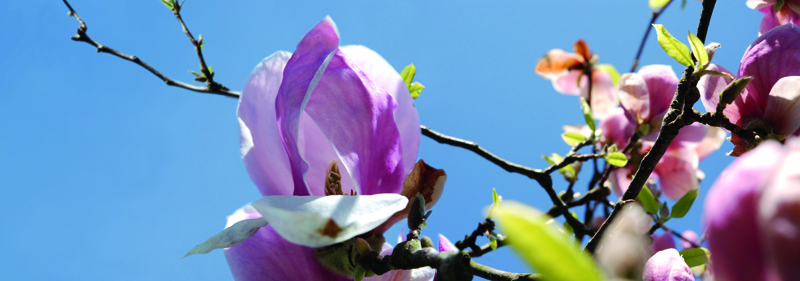 cover first day in spring